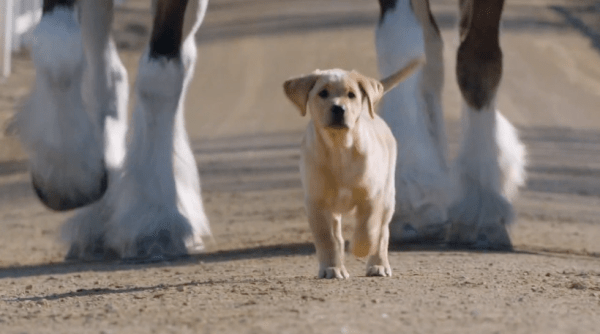 Budweiser Puppy Love commercial
